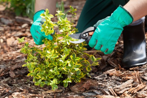 Professional gardening service in North Finchley with planting and maintenance