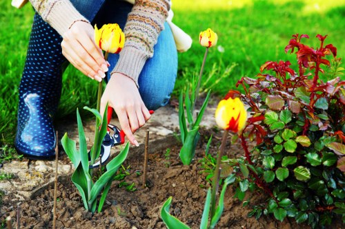 Professional grass cutting service in a North Finchley garden