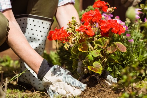 Pruning hedges and shrubs in a North Finchley garden