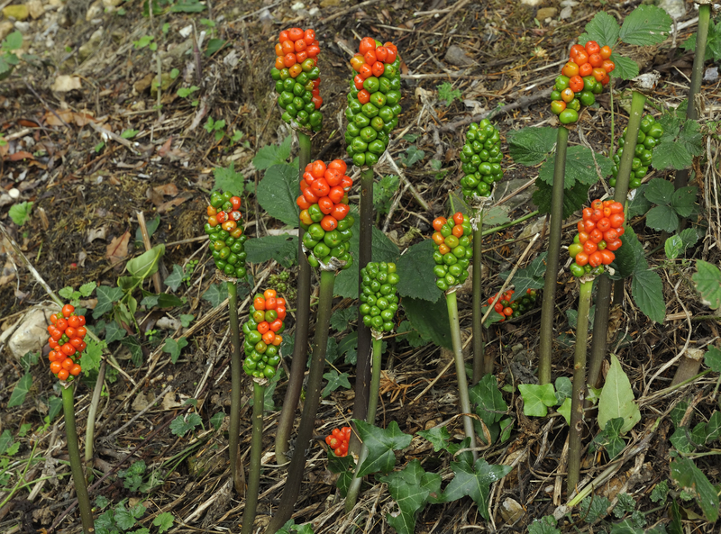 garden planting