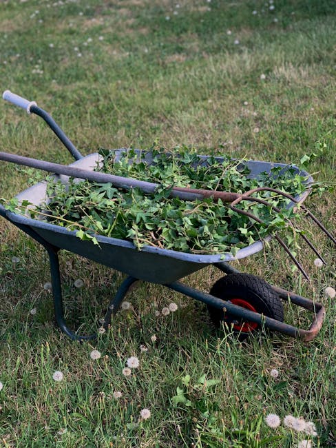 A metal wheelbarrow filled with a variety of garden waste, including plant stems, leaves, and flowers, resting on a well-maintained grassy lawn. The wheelbarrow has black handles and a single black ru