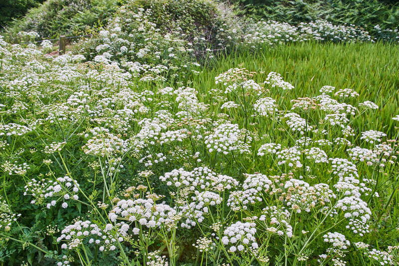 home plants