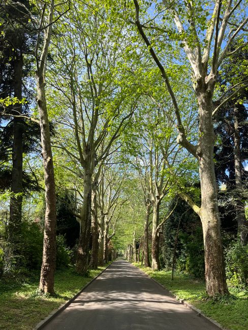 A paved pathway running straight through a lush, green park lined with tall, mature trees on both sides, their branches arching overhead to create a canopy of fresh, bright green leaves. The trees hav